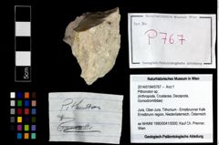 Foto (Objekt + Etikett) von Pithonoton sp.  (NHMW-GEO-2014-0194-0767)